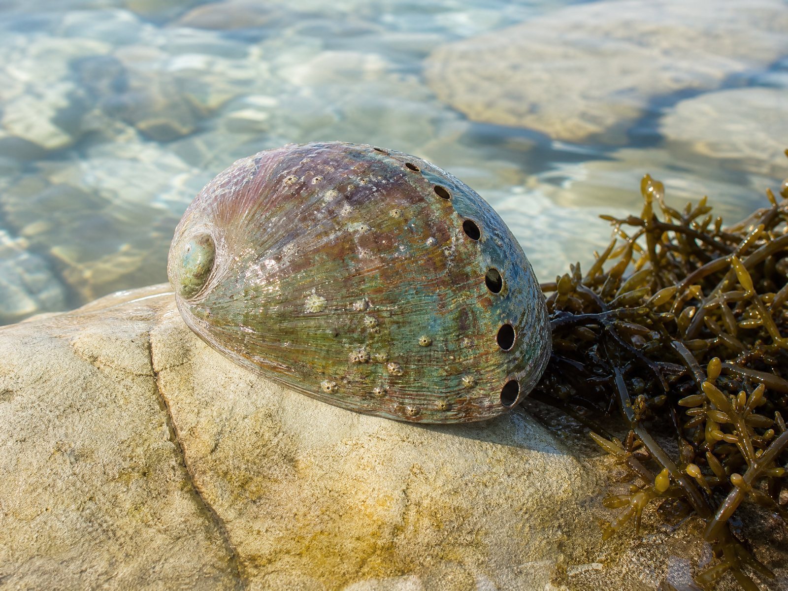 Abalone Shell