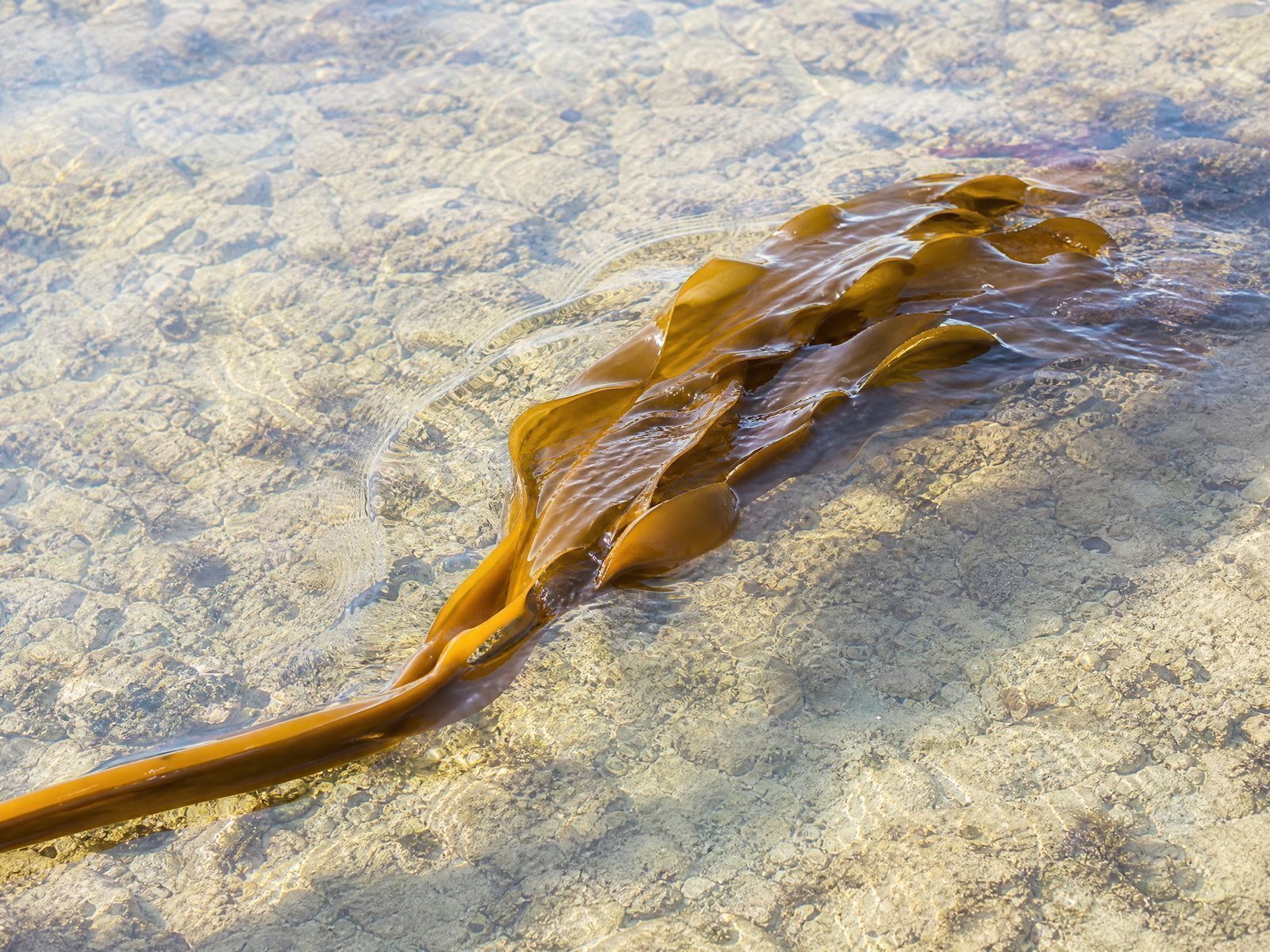Kelp Frond